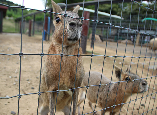 動物とふれあえる「こども動物園」２