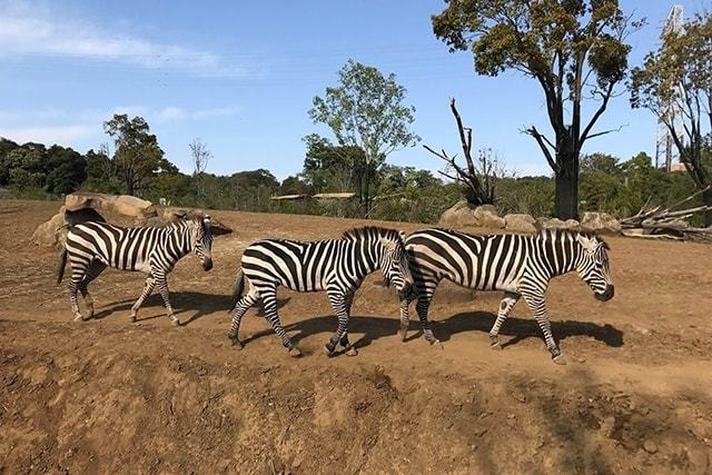 『よこはま動物園 ズーラシア』日本最大級動物園攻略！お土産情報も