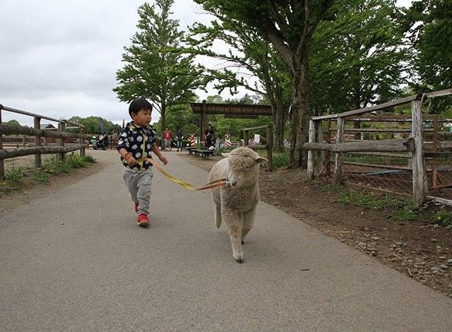 イチオシ！子羊と散歩しよう！３ (2)