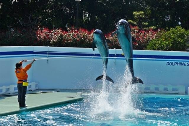 『しながわ水族館』人気のイルカ・アザラシ・アシカのショー情報！