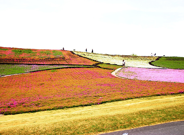 関東最大級の面積の花畑！季節のお花を楽しもう２