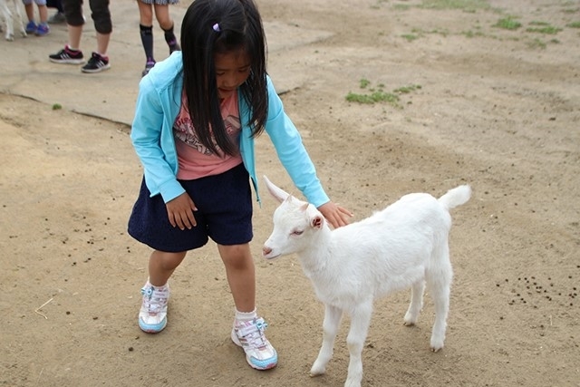 東京ドイツ村の「こども動物園」でヤギやヒツジとふれあおう！