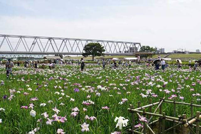 江戸川区おすすめ公園10選！人気の総合レクリエーション公園情報も