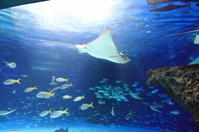 池袋サンシャイン水族館のおすすめスポット！子供と一緒に遊べる場所