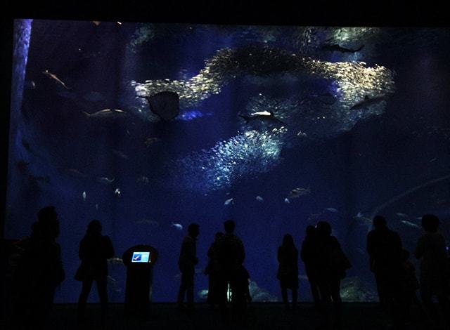 大洗水族館 (26)