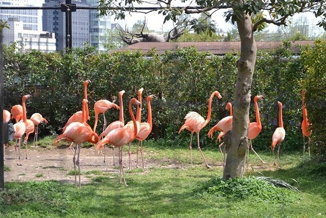 『上野動物園・西園』体験型ふれあいコーナーと動物紹介！