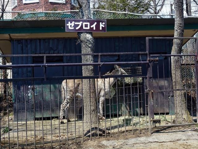 ゼブロイドとジンキー