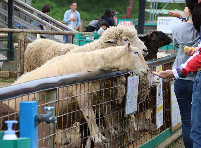 動物とふれあえる「こども動物園」