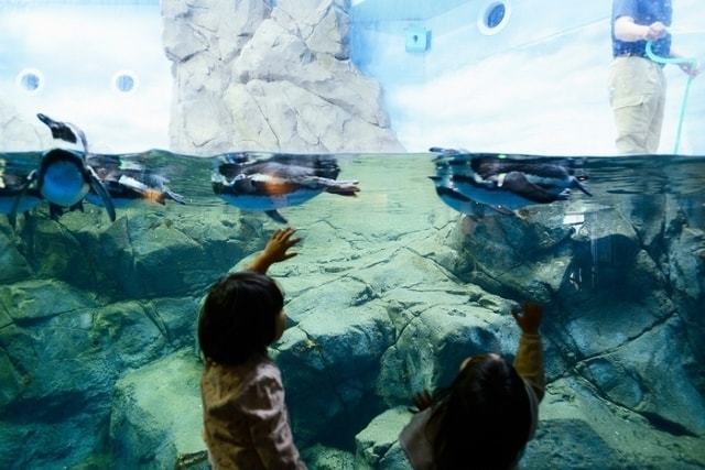 新江ノ島水族館の入場料金・クーポンチケット情報｜JAF・前売り券も