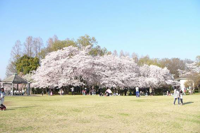 さいたま市で桜のお花見5選！見沼グリーンセンター・大宮周辺情報も