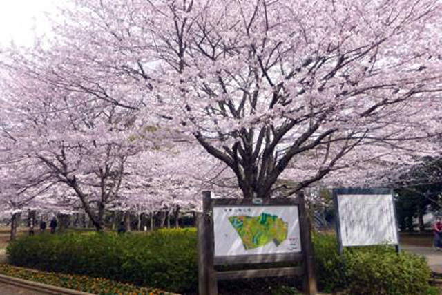 青葉の森公園／千葉市中央区