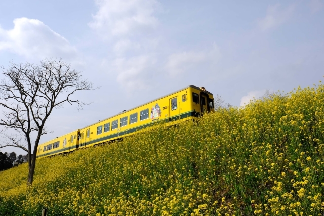 いすみ鉄道は菜の花畑を走るムーミン列車！アクセス、最寄り駅、料金