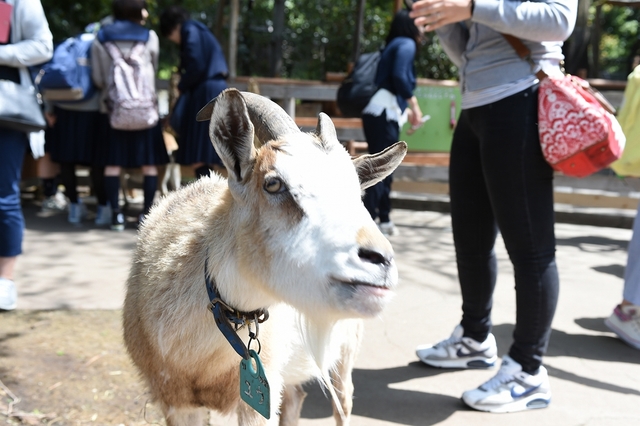 関東のふれあい動物広場 (3)