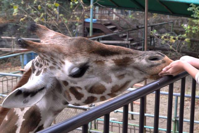 『東山動植物園』入園料金や割引チケット、遊園地料金情報！！