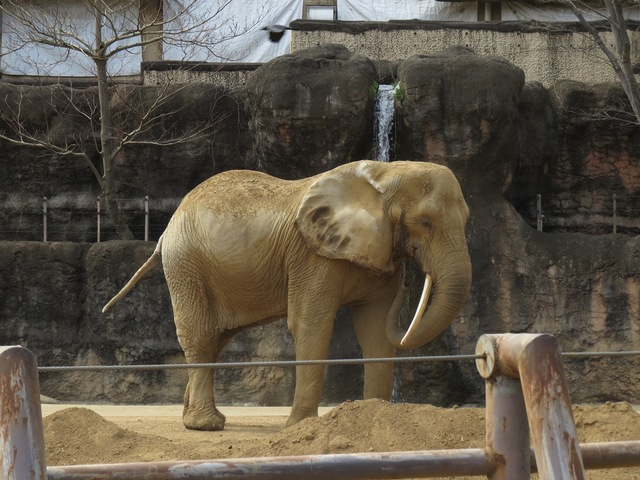 『多摩動物公園』世界の動物の見所・楽しみ方・お土産情報！園内攻略