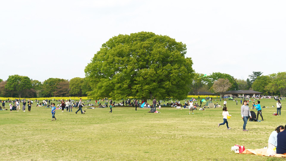 国営昭和記念公園のアクセス方法！電車,バスでの行き方＆駐車場情報