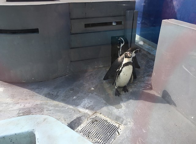 野毛山動物園100種以上の動物23