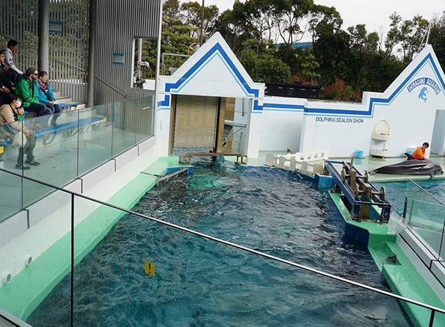 『しながわ水族館』イルカショー3