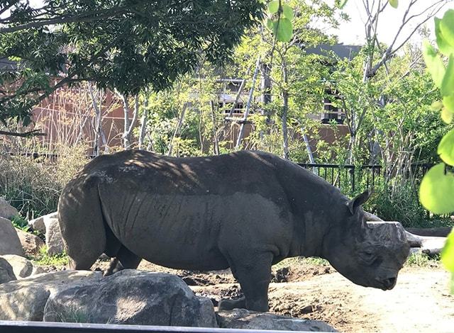 よこはま動物園 ズーラシア26