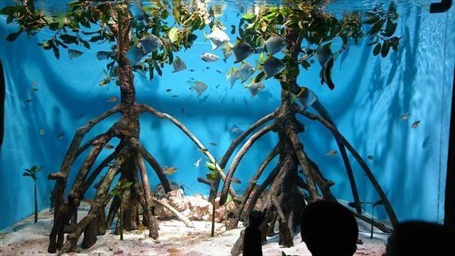 サンシャイン水族館 (16)