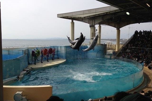 新江ノ島水族館 (4)