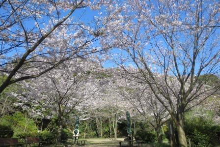 神奈川県のお花見スポット7