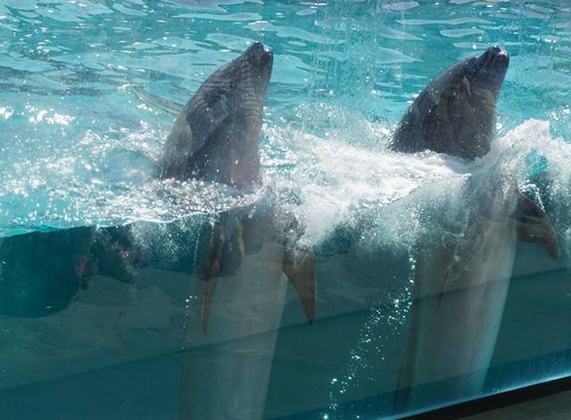 『しながわ水族館』イルカショー4