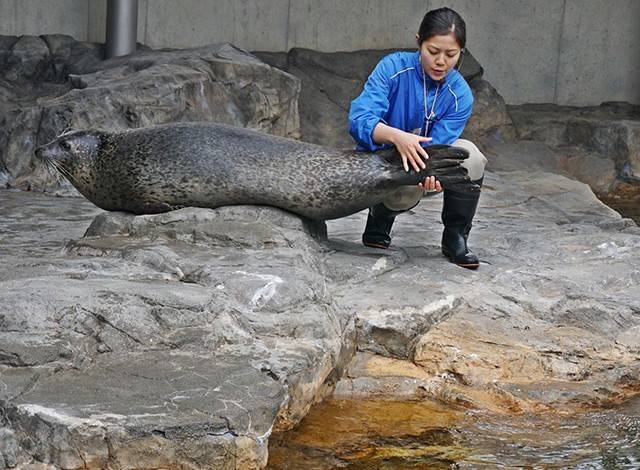 『しながわ水族館』イルカショー15