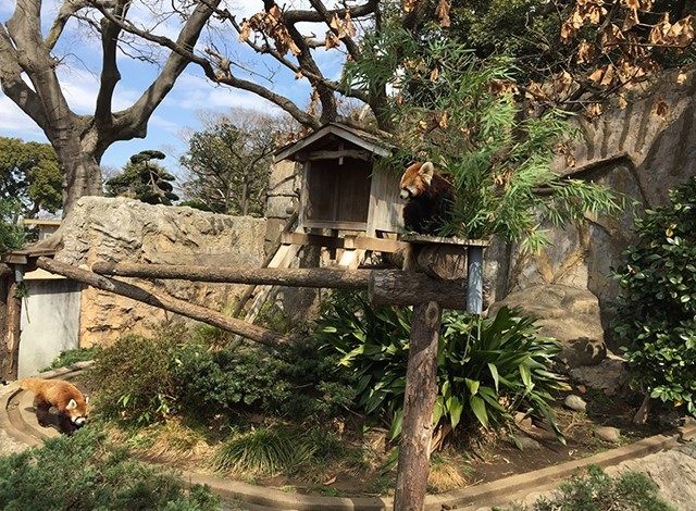 野毛山動物園100種以上の動物3