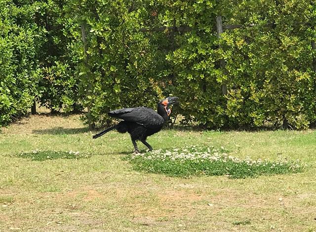 よこはま動物園 ズーラシア80