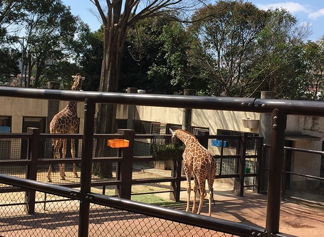 野毛山動物園100種以上の動物15