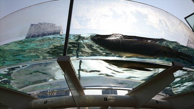 サンシャイン水族館 (20)