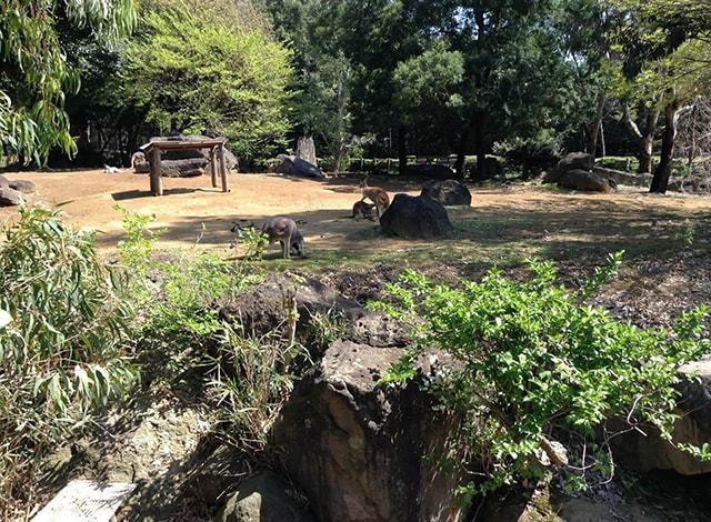 よこはま動物園 ズーラシア17