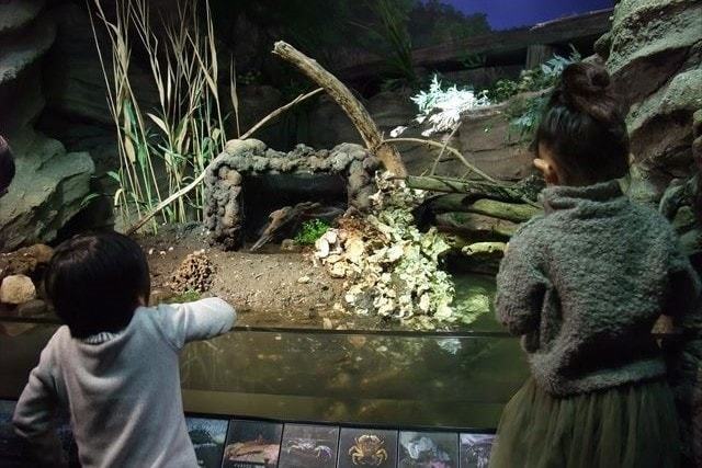 新江ノ島水族館 (10)