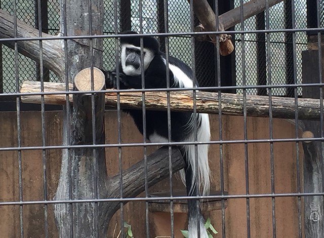 野毛山動物園100種以上の動物12