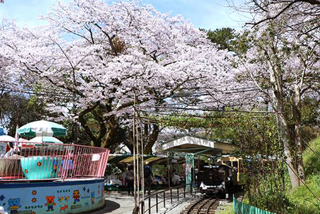 神奈川県のお花見スポット10