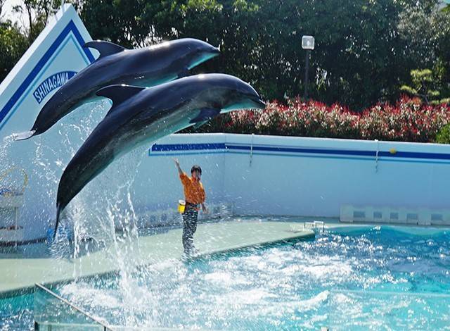 『しながわ水族館』イルカショー6