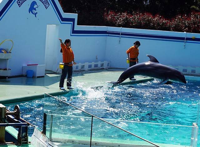 『しながわ水族館』イルカショー1