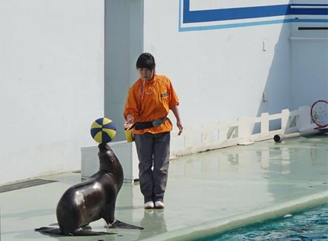 『しながわ水族館』イルカショー8