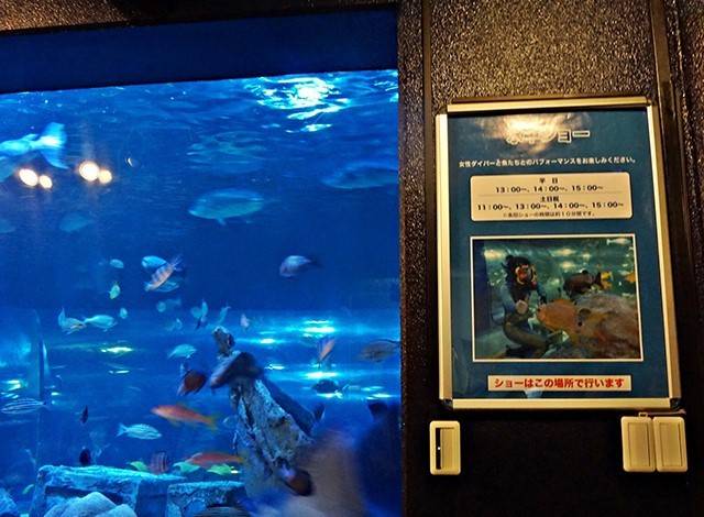 『しながわ水族館』イルカショー18