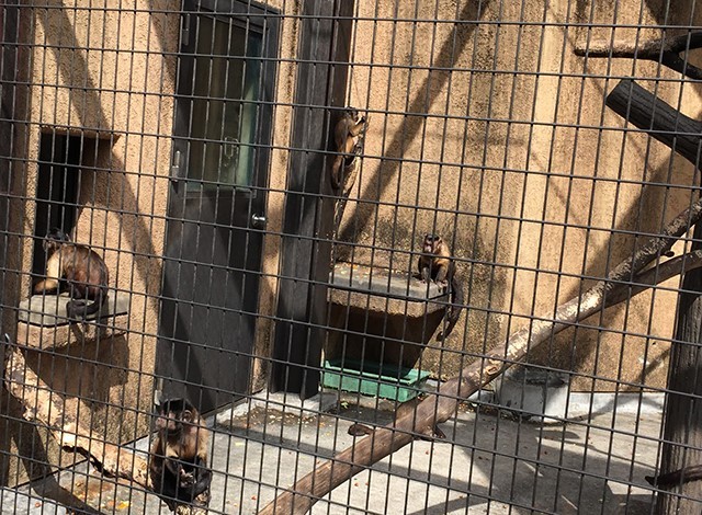 野毛山動物園100種以上の動物13