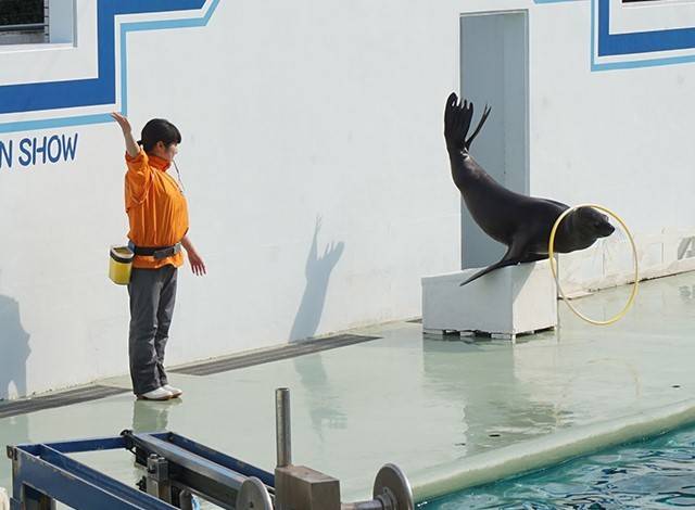 『しながわ水族館』イルカショー11