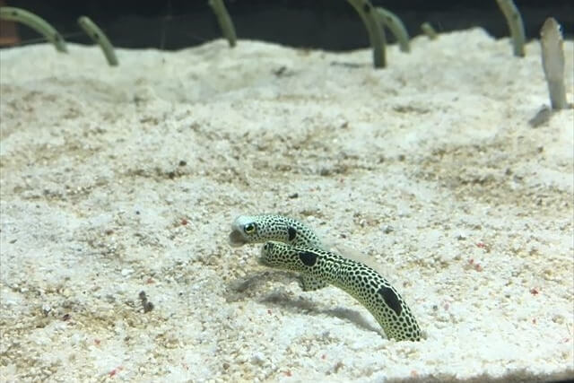 すみだ水族館の「チンアナゴ」4