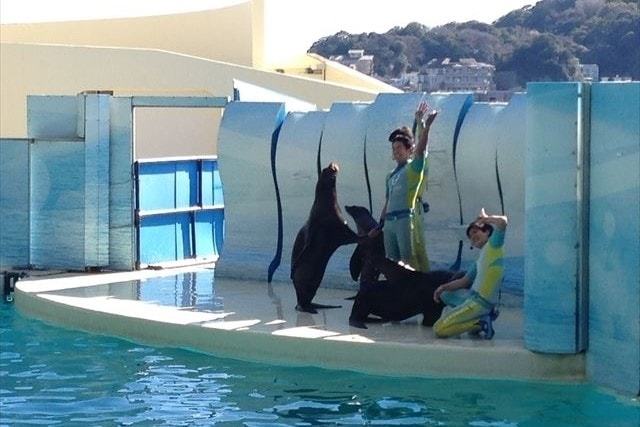 新江ノ島水族館 (3)