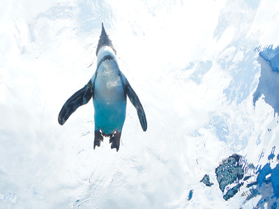 サンシャイン水族館 (22)