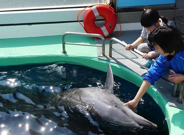 『しながわ水族館』イルカショー21