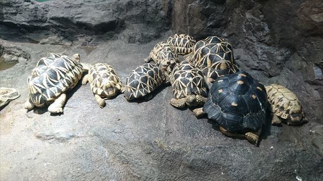 サンシャイン水族館 (18)