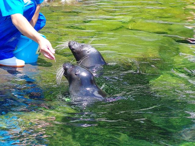 関東水族館16選20