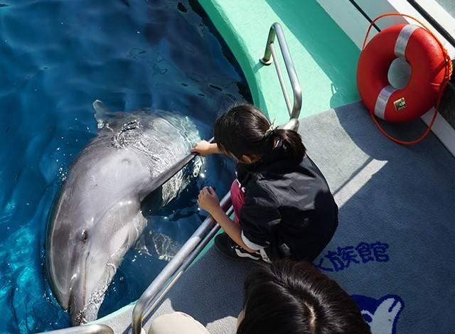 『しながわ水族館』イルカショー20