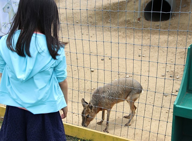 東京ドイツ村 - こども動物園 (35)